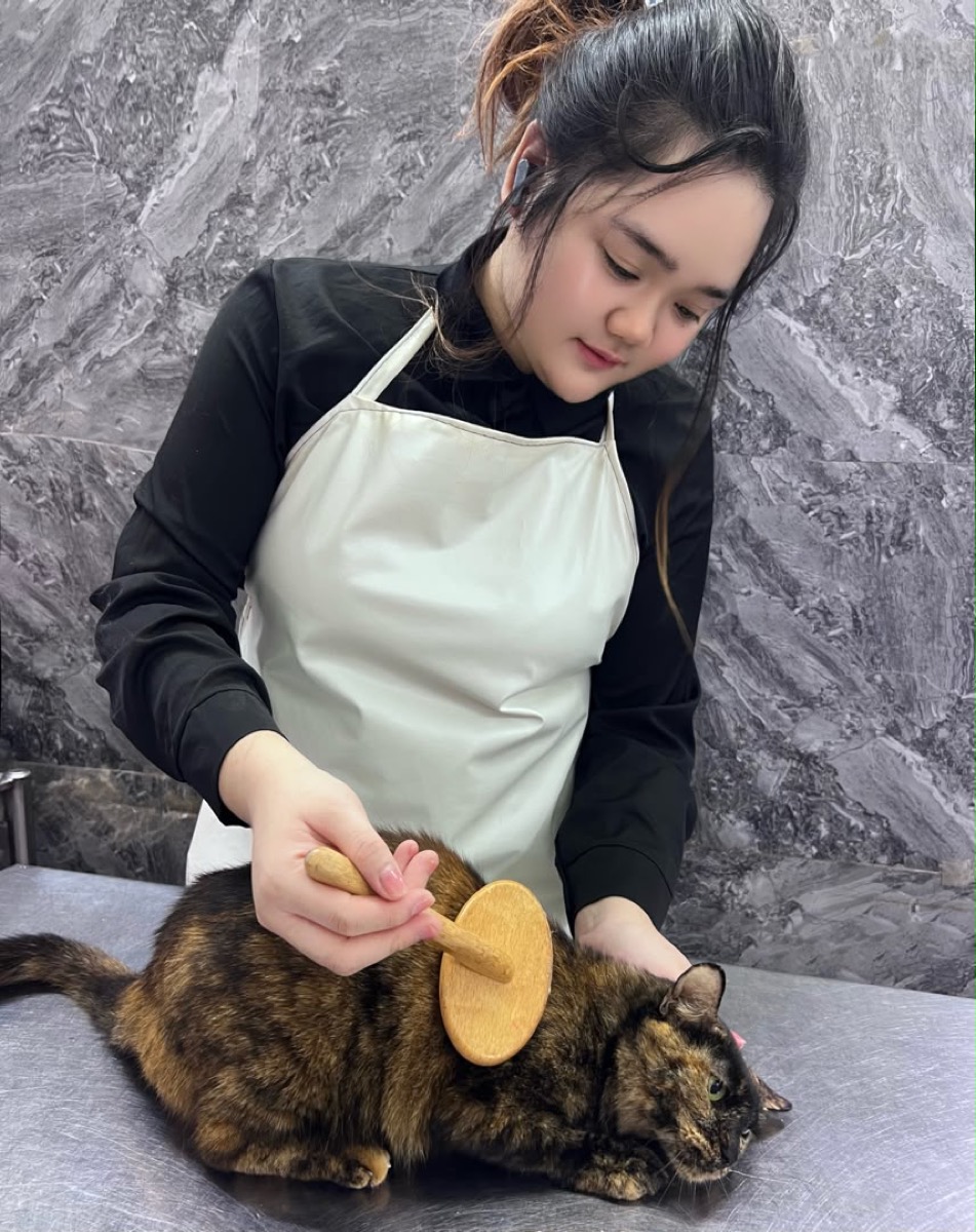Fluffy Land groomer gently brushing a cat