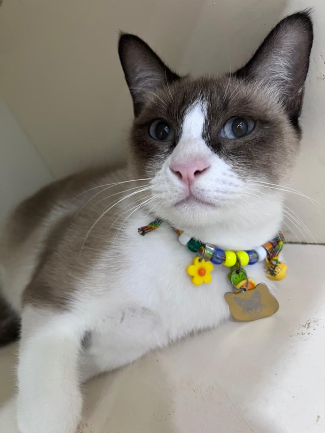 Happy guest cat