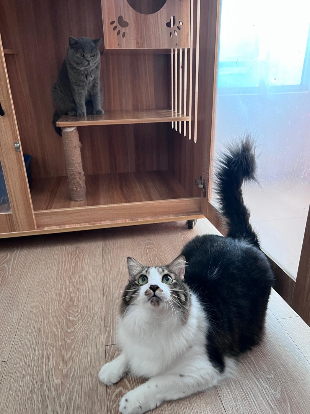 Happy guest cat