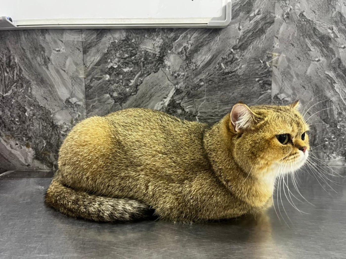 Basic Grooming