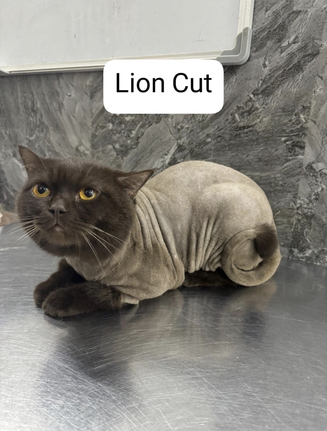 Lion Cut & Combcut