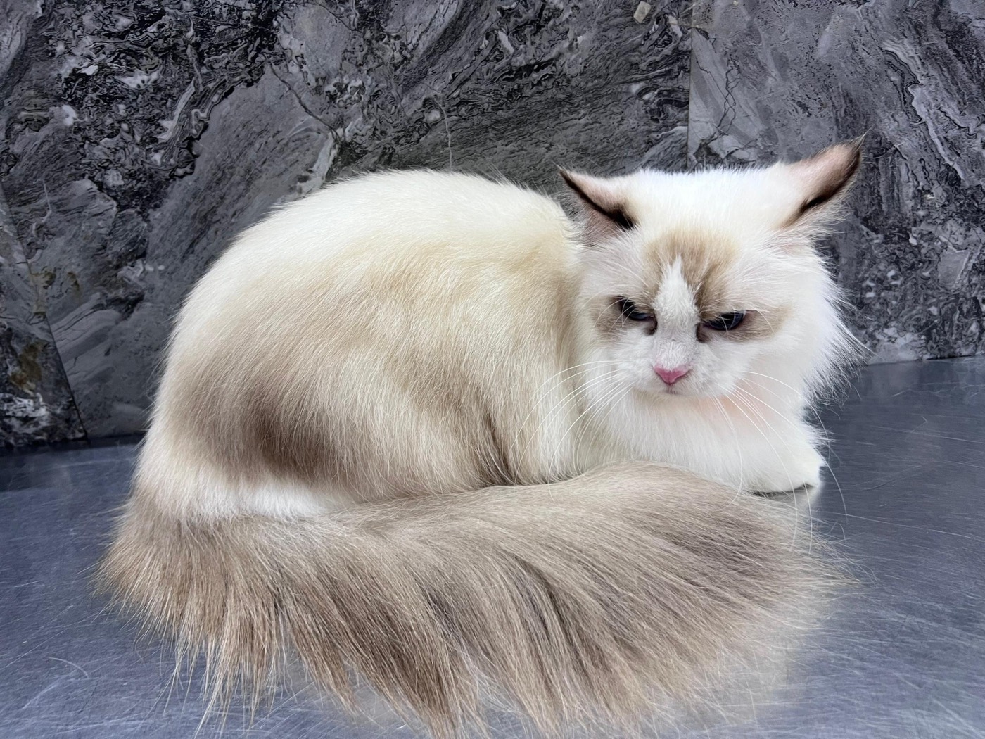 Pawfect Grooming