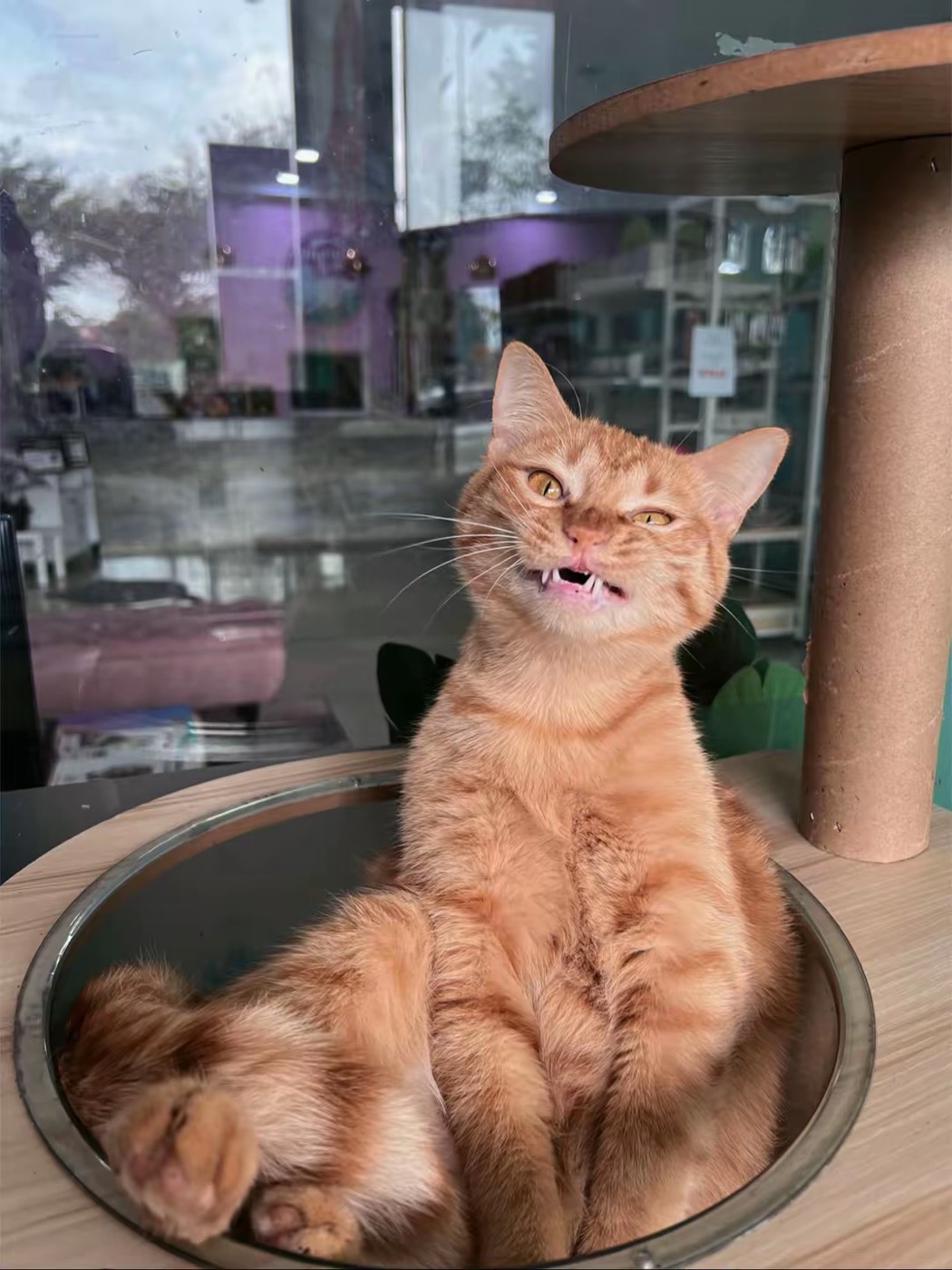 Happy fluffy cat